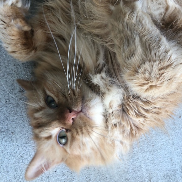 Meet your Posher, Monica - Picture 2 of 4